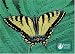 Pomegranate Sierra Club Butterflies Standard Boxed Note Card Set (Pack of 2)