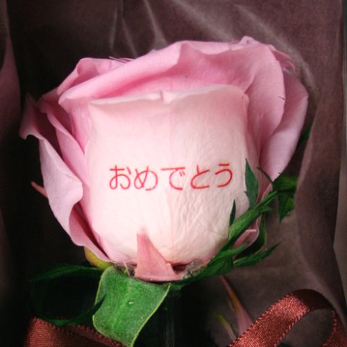 メッセージローズ (Preserved Rose) エモーション~恋のミサイル~ピンク 【あおめでとう】 22205