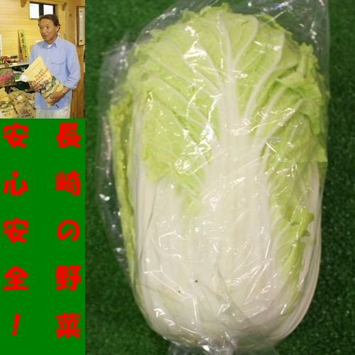九州　長崎県産　農産物直売所　販売用　白菜