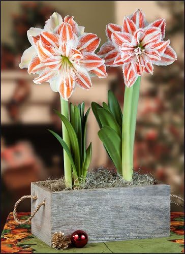 Amaryllis Dancing Queen Gift | Huge Red & White Flowers - Dancing Queen Duo in a Reclaimed Wood Planter - Pre-Planted | Ships from Easy to Grow TM