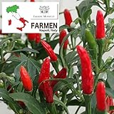 とうがらし：テディ3号ロングポット 3株セット