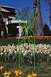 Green Butterfly Trellis Green Butterfly Trellis