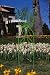 Green Butterfly Trellis
