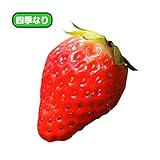国華園　いちご苗　四季なりペチカ　5株