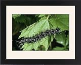 IMAGE OF Framed Prints of Peacock Butterfly - Caterpillars on food plant, nettle from Ardea Wildlife Pets