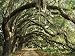 Ancient Live Oak Trees in Georgia Photographic Poster Print