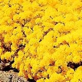 Outdoor Living : Alyssum Saxatile Golden Queen