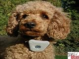 Ultrasonic Dog Bark stop device