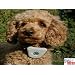 Ultrasonic Dog Bark stop device