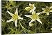 Canvas Prints of Syrian rue from Ardea Wildlife Pets
