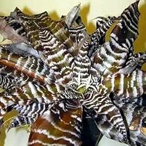 Black Mystic Earth Star Plant - Cryptanthus - Easy