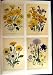C1991 Ornamental Flowers Cineraria Arctotis Viper Grass