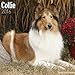Collie Calendar - Breed Specific Collie Calendar - 2016 Wall calendars - Dog Calendars - Monthly Wall Calendar by Avonside