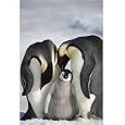 Photographic Print of Adult Emperor Penguins with a large, healthy chick they have raised from ArcticPhoto'