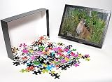 Photo Jigsaw Puzzle of TOM-1845 Florida Cougar / Mountain Lion / Puma from Ardea Wildlife Pets