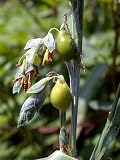 Job's Tear Flower 20 Seeds -Coix- Jewelry/Edible-Annual