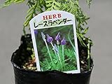 【1年間枯れ保証】【ハーブ】ラベンダー/レースラベンダー　9.0cmポット