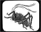 Decorated Mouse Pad with mormon, insect, bug, grey, cricket