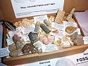 Genuine Dinosaur and Fossil Collection - NEW 30 fossil set- Shark + Mammoth and more - Labels and information sheet