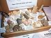 Genuine Dinosaur and Fossil Collection - NEW 30 fossil set- Shark + Mammoth and more - Labels and information sheet