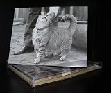 Talk to the Paw! Greeting Cards - Cat hair