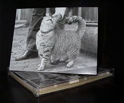 Talk to the Paw! Greeting Cards - Cat hair