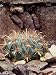 Devil's Tongue Barrel Plant on Rocks (Ferocactus Latispinus) Photographic Poster Print by C. Dani, 18x24