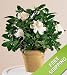 Vera Wang Winter White Gardenia Plant - Large