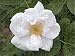 Jigsaw Puzzle of ROSA MONTBLANC from Garden World Images