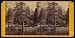 At the foot of the trail, Yo Semite Valley Reprint (23 x 12 inches)