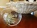 Air Plant Tillandsia with Hanging Glass Globe 4 1/2