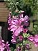 Close-Up of Flowers of the Tree Mallow, Lavatera Olbia Rosea, in July, in Devon, England Photographic Poster Print by Michael Black, 12x16