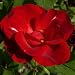 Rose Cheerful Charlie