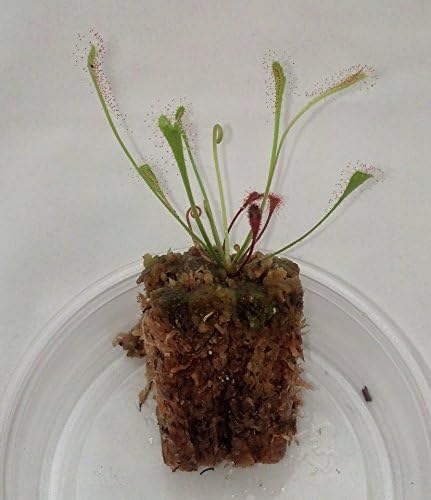 Drosera nidiformis - Carnivorous Sundew Plant - 3" Pot