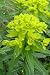 Grow Your Secret Garden Euphorbia Cornigera Seeds