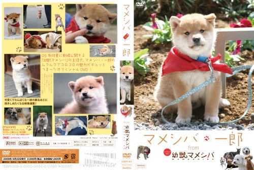 Cover image : 『マメシバ・一郎』 from 「幼獣マメシバ」 [DVD]