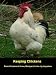 Keeping Chickens: : Raise Chickens At Home, Backyard, In the city, Anywhere