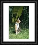 Framed Print of Domestic Cat - with flea collar, name tag and bell from Ardea