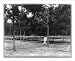 Historic Print (L): [Rubber plantations, Java?, 1914]: 4-year-old trees, Goerach Batom Estate