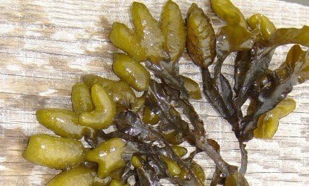 Organic Bladderwrack Powder 4 oz by Origin: Canada