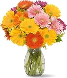 Gerbera Daisies