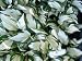 3 X Hosta plants fire & ice, the patriot & wide brim