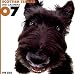 Scottish Terrier 2007 Calendar (Artlist Collection: The Dog)