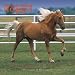 Tennessee Walking Horses 2008 Square Wall Calendar (German, French, Spanish and English Edition)