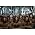 Thumbnail image of Gregorian