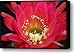 Trichocereus Hybrid Canvas Print / Canvas Art - Artist Saija Lehtonen