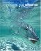 Fly Fishing for Bonefish