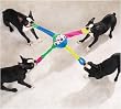 Zanies "TufOf4" Ball - Tug of War Dog Toy