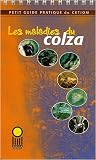 Les maladies du colza