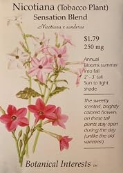 Nicotiana (Tobacco Plant) Sensation Blend Seeds